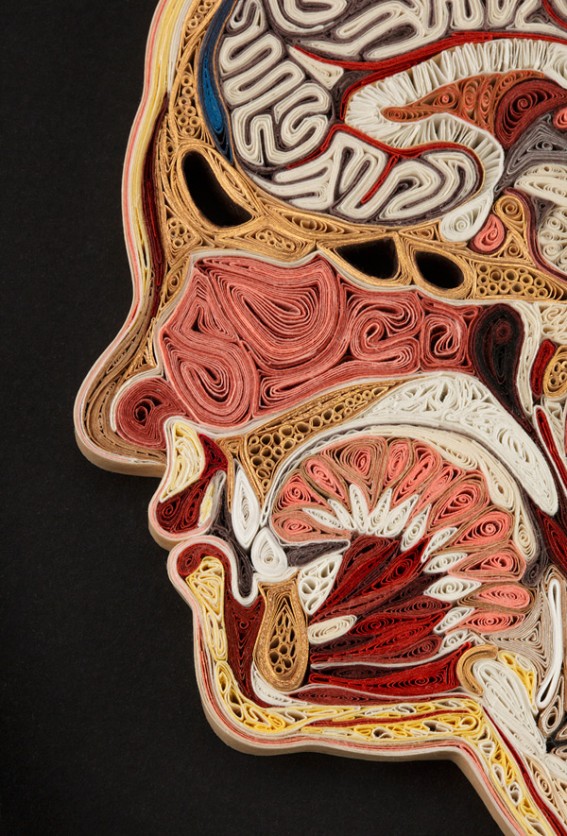 anatomy-02
