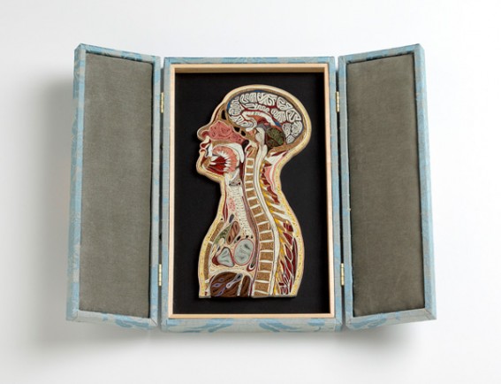 anatomy-01