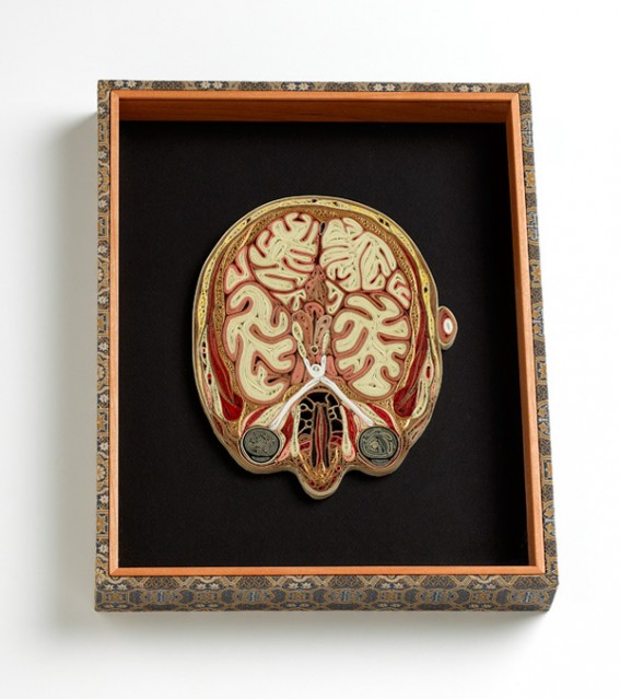 anatomy-5