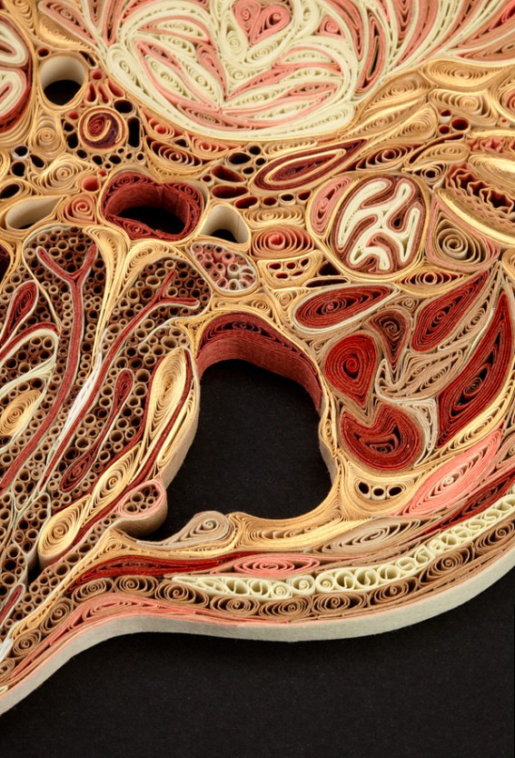 anatomy-7