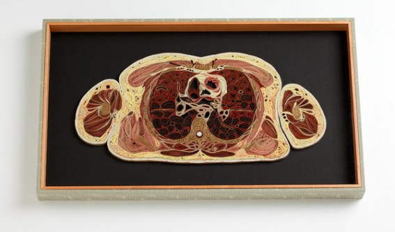 anatomy-03